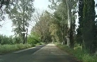 Allee in Isoma