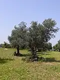 Olivenbaum