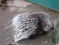 Gewöhnliches Stachelschwein