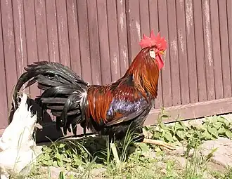 Italiener (Huhn)
