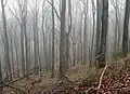 Hangwald am Ithkopf