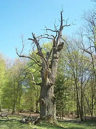 „Pferdekopfeiche“: Höhe 23 m, Brusthöhenumfang 8,95 m[8]