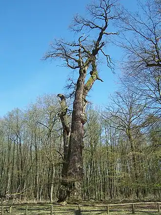 „Knusteiche“: Höhe 29 m, Brusthöhenumfang 9,35 m[8]