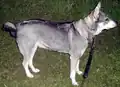 Jämthund