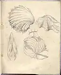 Muscheln aus einem zweiten Skizzenbuch um 1900
