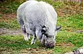 Kune Kune
