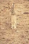 Der Jackrabbit gehört zu den Tieren, die auch tagsüber aktiv sind