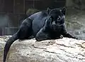 Schwarzer Jaguar