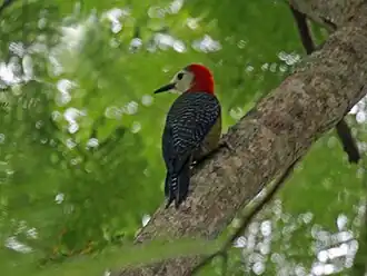 Jamaikaspecht (Melanerpes radiolatus)