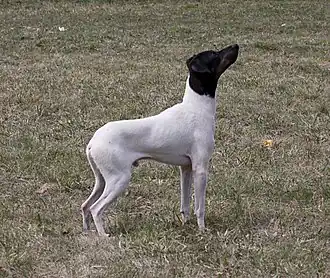 Japanischer Terrier
