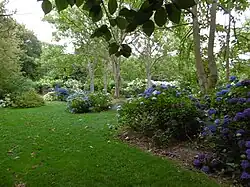 Jardin Shamrock