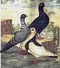 Wiener Tümmler, 1882