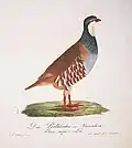Rothhuhn-Männchen, (Tetrao rufus = Alectoris rufa)