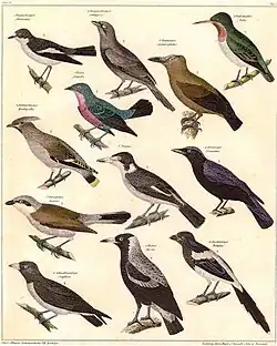 Zeichnung von Johann Conrad Susemihl, aus „Allgemeine Naturgeschichte für alle Stände“ von Lorenz Oken (1779–1851)