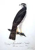 Falke, (Falco nisus = Accipiter nisus), aus „Teutsche Ornithologie oder Naturgeschichte“