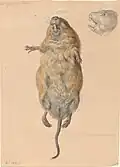 Feldmaus, von unten