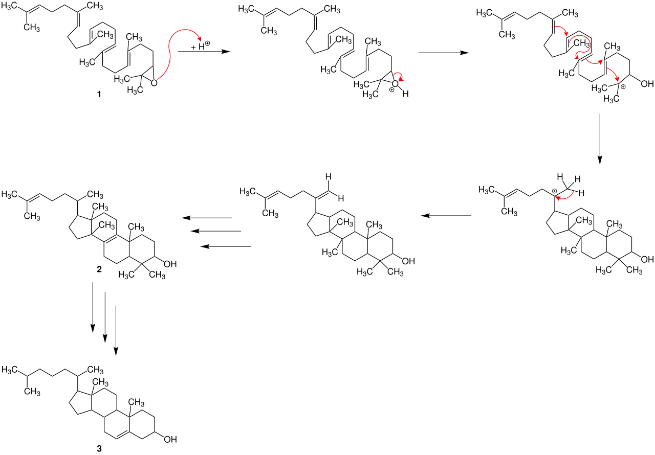 Darstellung von Cholesterin durch die Johnson-Polyen-Zyklisierung