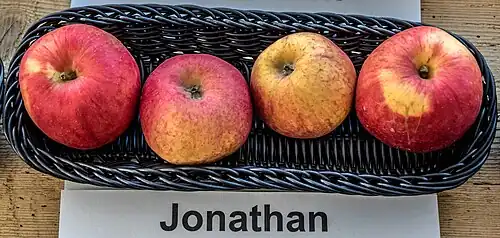 Ansicht der Frucht