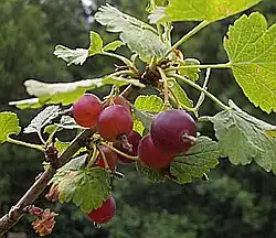 Unreife Früchte