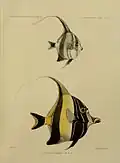 Zeichnung: G.&nbsp;H.&nbsp;Ford, Lithographie: Mintern&nbsp;Bros.[6]