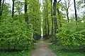 Nord-Süd Achse im Barockteil Park Juliusruh