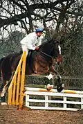 Shire Horse beim Springreiten