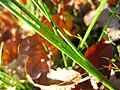 Gegliedertes Blatt