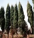 Juniperus virginiana Sorte 'Skyrocket'