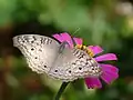 An Zinnienblüte saugender Falter