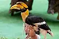 Doppelhornvogel (Buceros bicornis) bei einer Vorführung im Jurong Bird Park