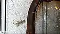 Juvenile Marmorgeckos