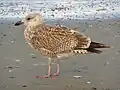 Silbermöwe im Übergang zum ersten Winterkleid