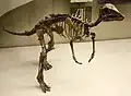 Arstanosaurus sp.