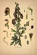 Illustration aus Köhler’s Medizinalpflanzen