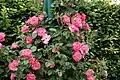 ‘König-Ludwig-Rose’, Tantau, 1994
