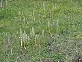 Massenvorkommen bei Karlstadt
