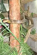 Königskobra im TerraZoo