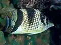 Silber-Gitterfalterfisch (C. argentatus)
