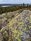 Blockhalde mit Landkartenflechten auf der Nordseite des Gipfels