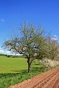 Ganzer Baum