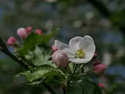 Knospen und Blüte