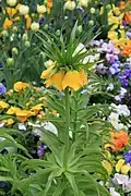 Gelbe Kaiserkrone-Sorte in Blumenbeet mit Tulpen und Stiefmütterchen