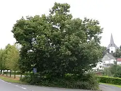 „Kaiserlinde“, gegenüber dem Friedhof Wommelshausen, im Hintergrund rechts die Neue Kirche