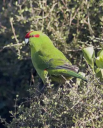 Kākāriki