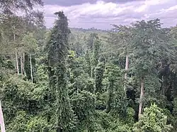 Kakum-Nationalpark