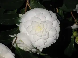 Alba Plena