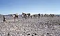 Warenlieferung für Sanaa mit Kamelkarawane (1958)