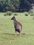 Känguru-Insel-Känguru, eine Unterart des Westlichen Grauen Riesenkängurus