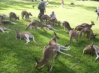 Kängurus mit Besuchern auf der Free-Range Feeding