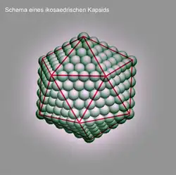 Schema eines ikosaedrischen Viruskapsids